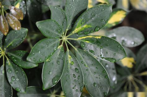 鵝掌木風水